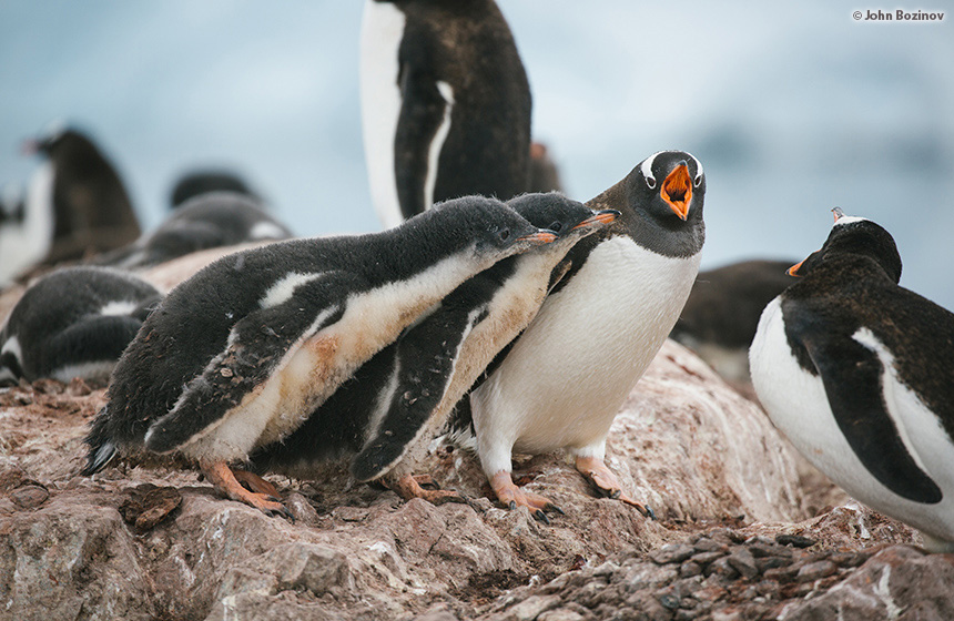 Antarctic_2021_1112_Sonnenfinsternis in der Antarktis